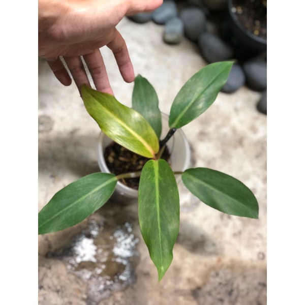 philodendron orange marmalade