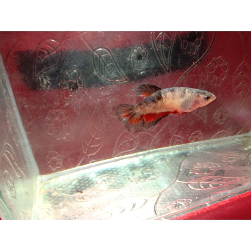 Cupang Avatar Gordon/Vampire Female Top grade🇹🇭