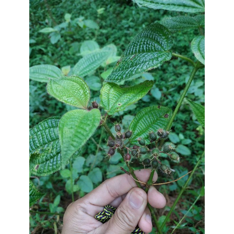 

BUAH SENGGANI SEGAR 100 GRAM / BUAH SENGGANI HERBAL