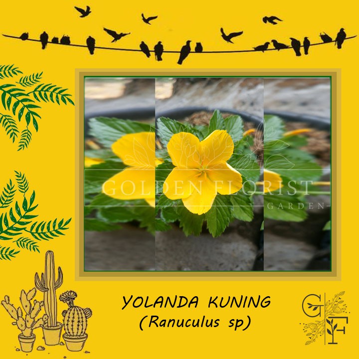 TANAMAN YOLANDA KUNING
