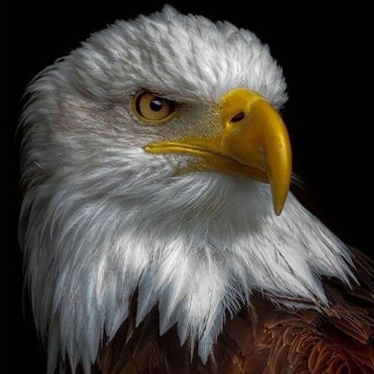 430 Gambar Burung Aesthetic HD Terbaik