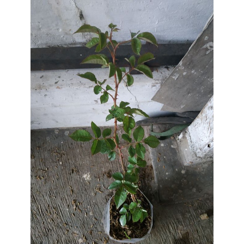 Bibit Mawar Import Rambat