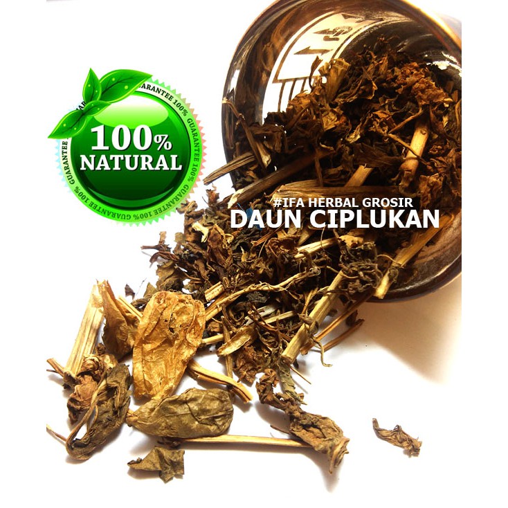 Jamu Herbal Tradisional Tanaman Obat Daun Ciplukan untuk Diabetes