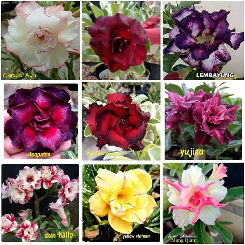 tanaman hias adenium kamboja jepang / tanaman kamboja mini kamboja jepang / tanaman adenium