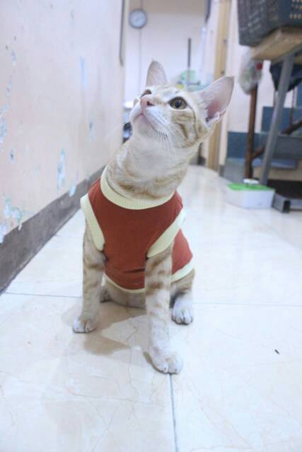 Kaos rumahan untuk kucing dan anjing warna coklat / baju kucing murah size S M L XL