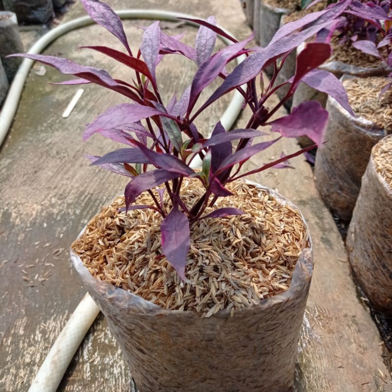 Tanaman Hias Erpah, Bayam bayaman Merah, Bayam merah, ervah