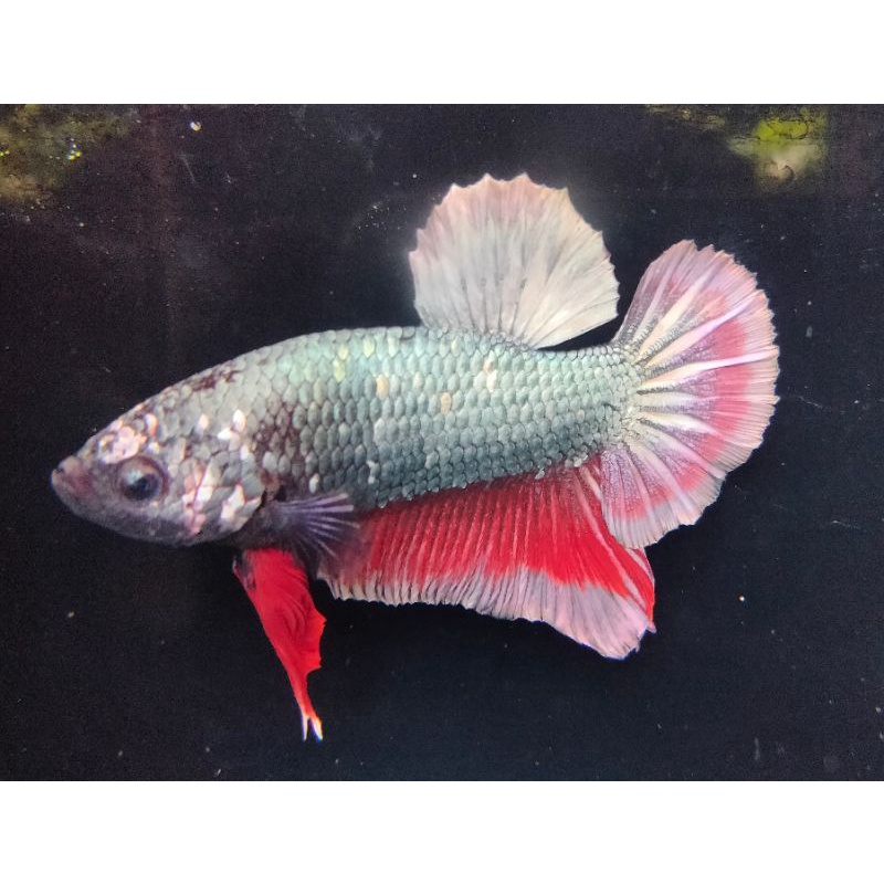 Cupang line Avatar cooper gold Big Size