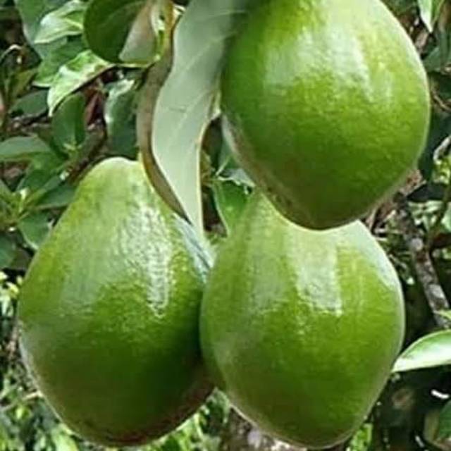 

Buah Alpukat Mentega Super