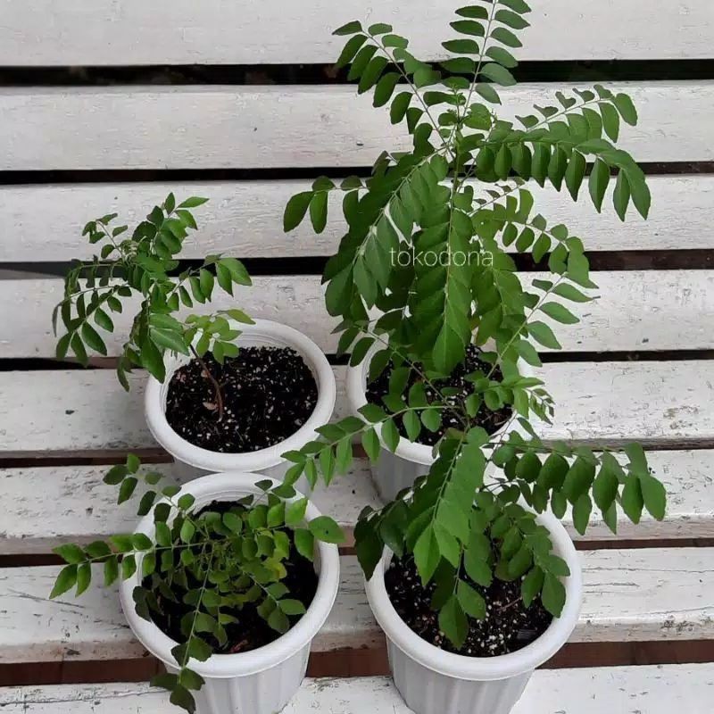 

TANAMAN BUMBU DAUN KARI/ SALAM KOJA ORGANIK SEGAR