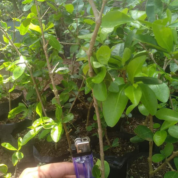 Kqd Sianci (Bibit Buah/Bonsai)