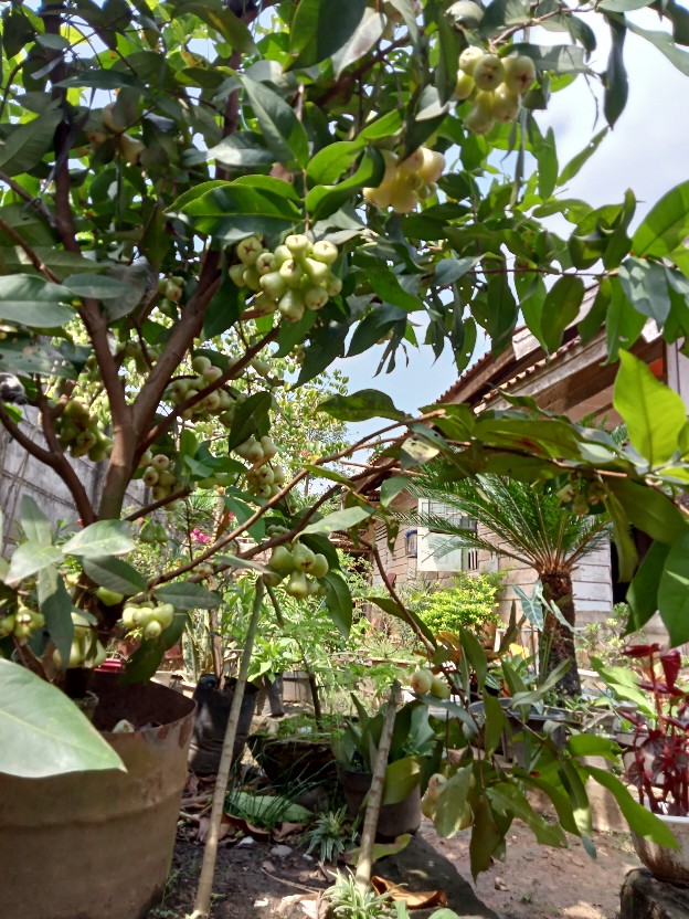 Gamis 75.rb.an Sedia Anak Gamis Xxl Xxxl 5l Gamis Jumbo,gamis Batik Keluarga,baju Keluarga Jumbo