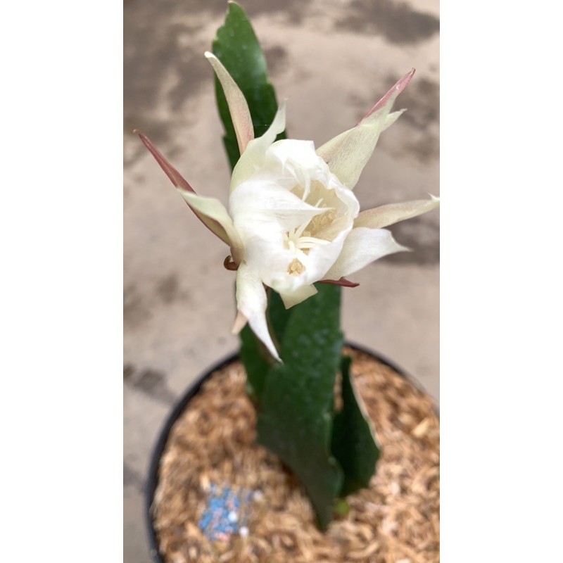 Tanaman Wijaya Kusuma Mini