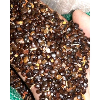 benih biji pohon akasia formis/kormeis/kormes benih bibit