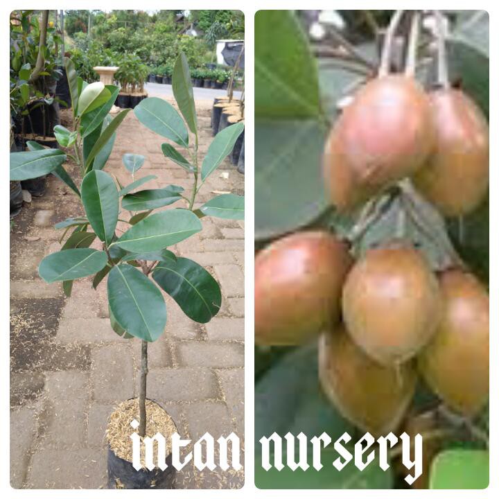 Tanaman Buah Sawo Kecik