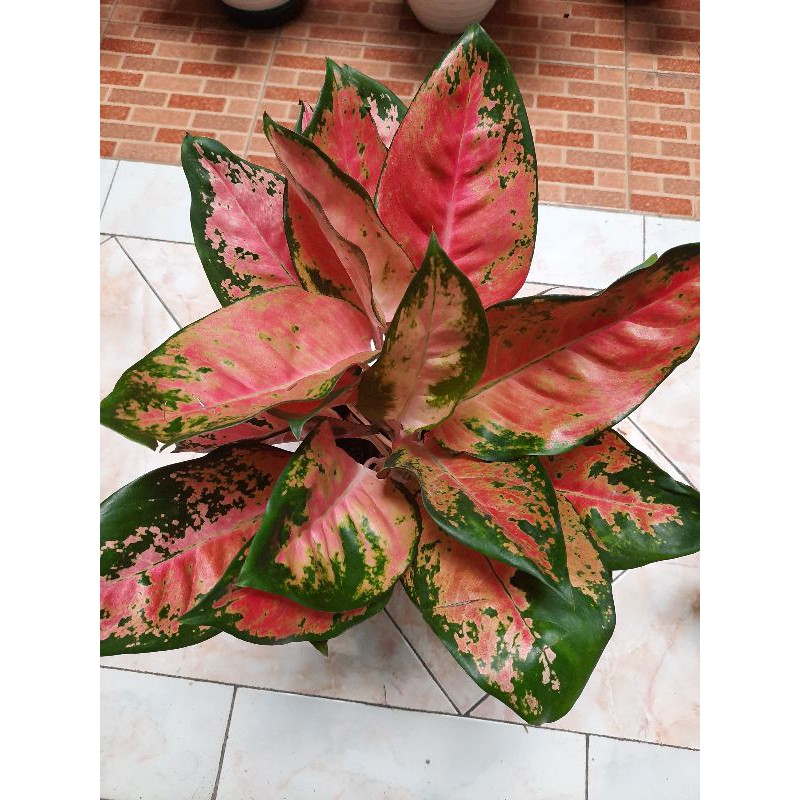 Aglonema Kochin Tembaga Indukan 2 batang