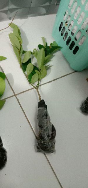 Tanaman Bunga Sakura Lokal Pink