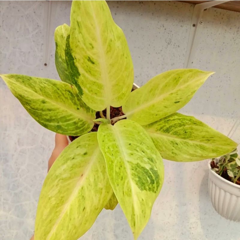 Aglonema Sundrop / bibit bunga / bunga hidup / tanaman / tanaman bunga / bunga hiasan /bunga aglonem