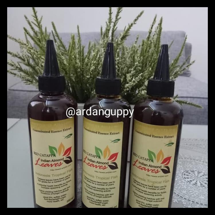 Ekstrak Daun Ketapang (100Ml) Termurah
