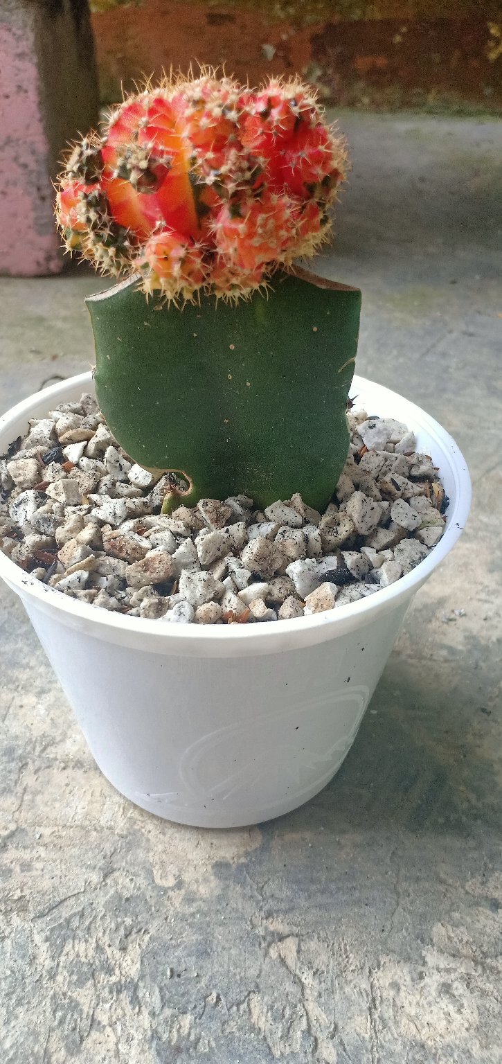 1pot Kaktus Gimno Trikaler