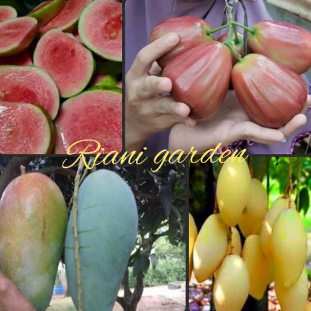 Paket 4 Bibit Buah,Jambu Sukun,King Rose,Mangga Kiojay,Mangga Namdokmai Kw Import
