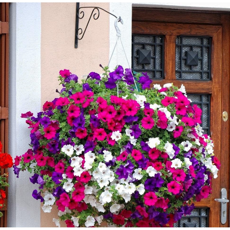 Bibit tanaman bougenville 3 warna (sudah berbunga) -Tanaman Hidup- Bunga Kertas Hidup Bugenvil