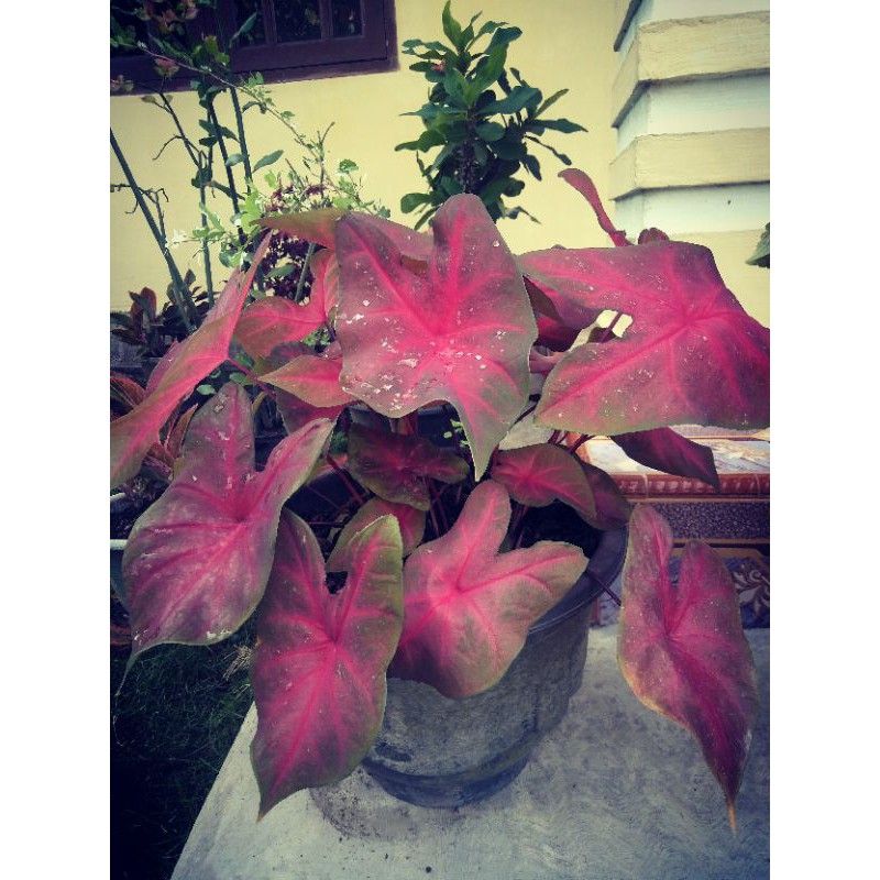 Caladium Merah/ Caladium RED