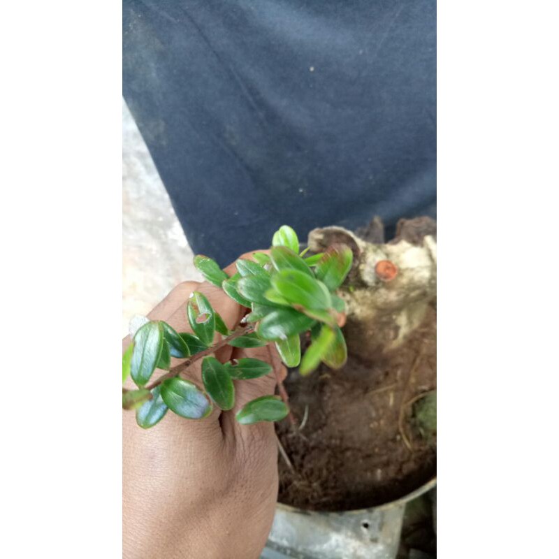 bahan bonsai santigi gunung prospek
