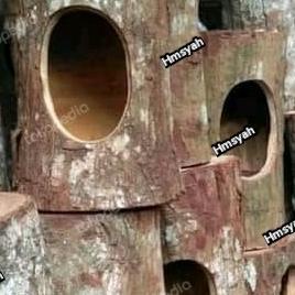 glodok burung murai besar