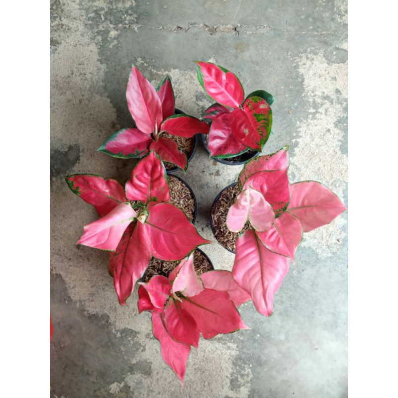 paket aglomema cantik