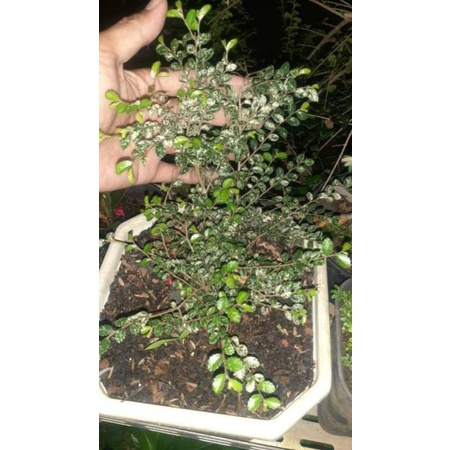 Pesanan saeng simbur micro vietnam varigata, serut varigata, ulmus micro varigata, brya ebenus