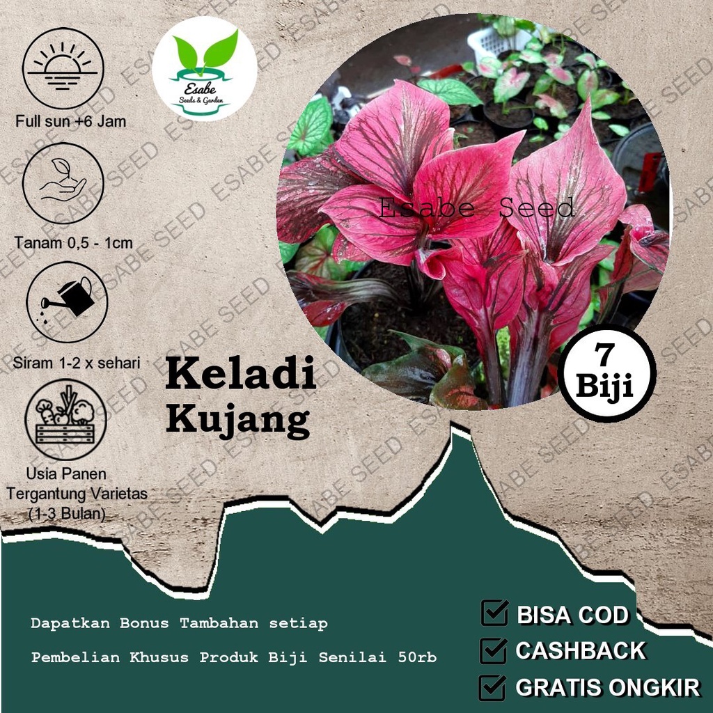 Benih Biji Caladium Kujang Keladi