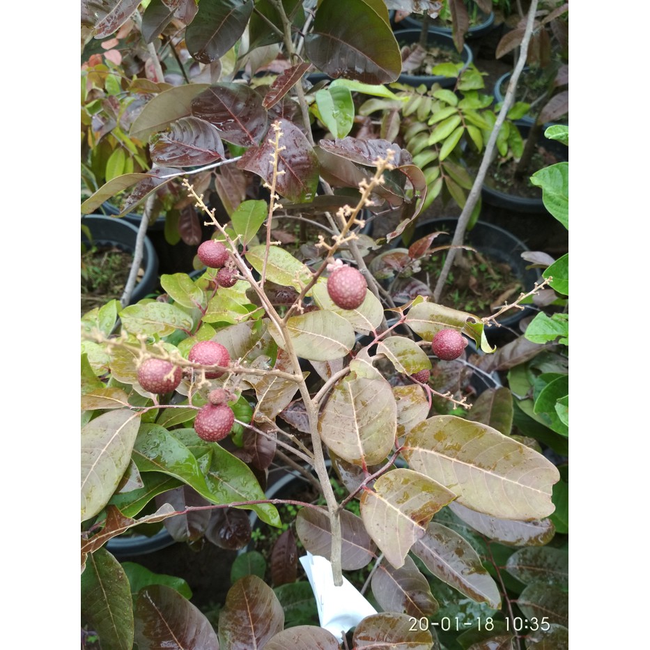 Bibit Buah Kelengkeng Merah Ruby Longan