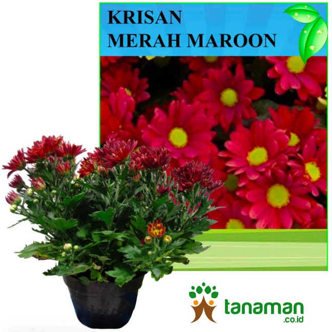 Bibit Bunga Tanaman Krisan Merah Maroon