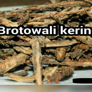 

Brotowali kering 100 gram