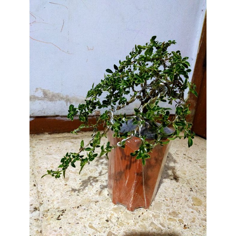 Tanaman bonsai mirten cascade