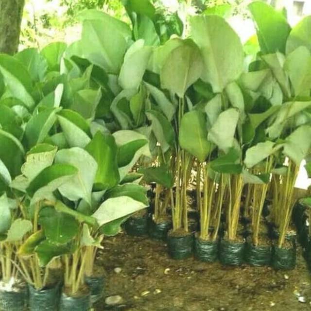 pisang calathea pisang kipas tanaman hias