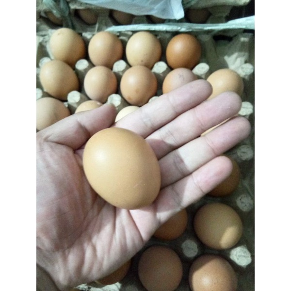 

TELUR AYAM EROPA FRESH TELUR AYAM NEGERI FRESH