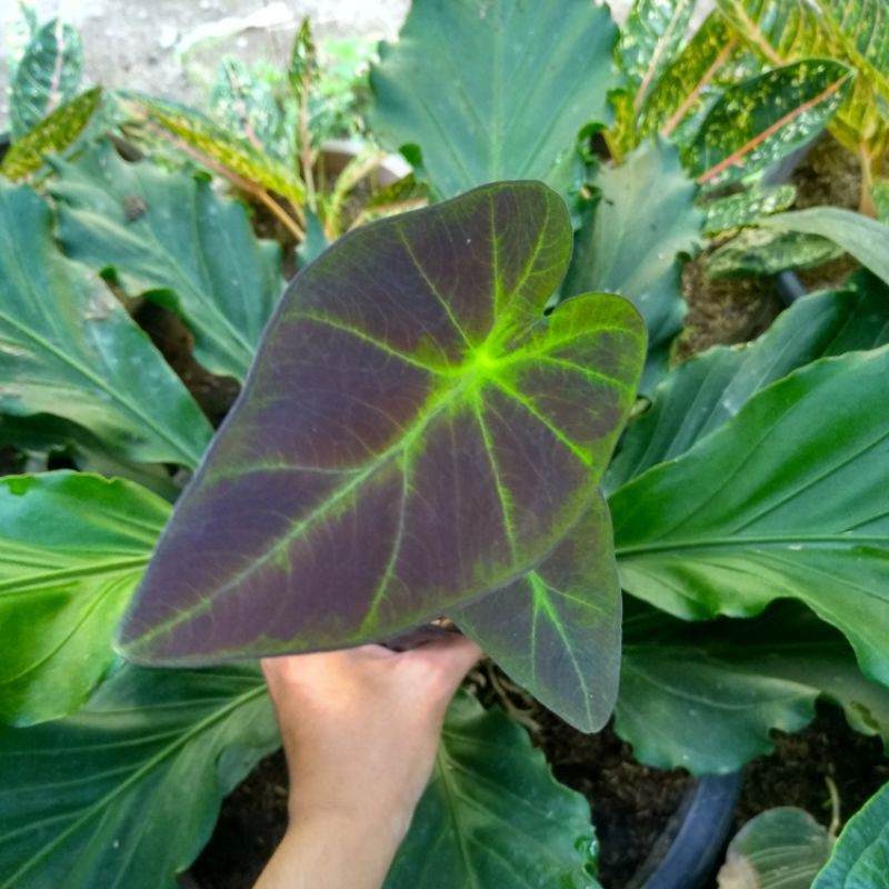 keladi hitam-Keladi Black Beauty-Colocasia Black Beauty