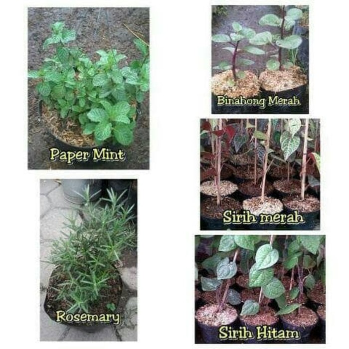Paket 5 Bibit Rosemary, Binahong Merah, Sirih Merah, Sirih Hitam, Mint