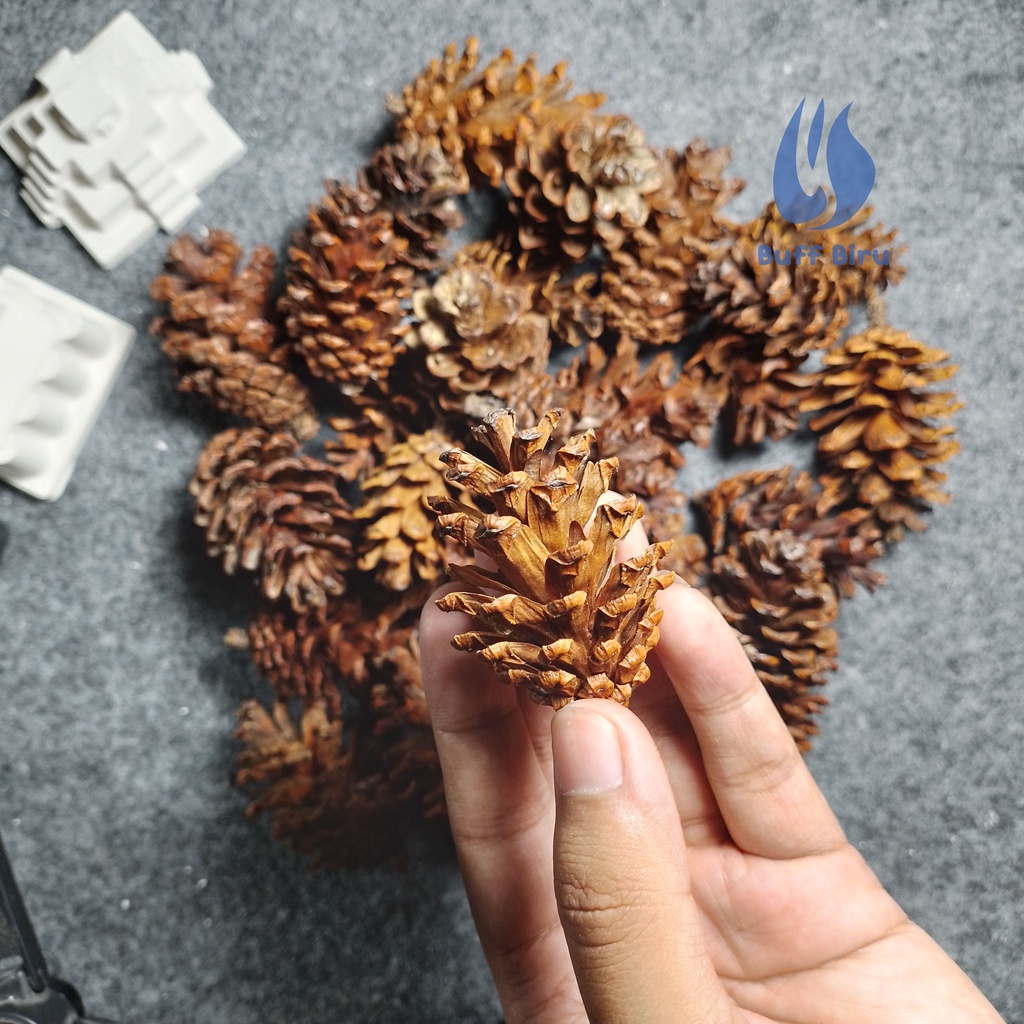 Jual Buah Bunga Biji Pinus Mekar Kering Pine Cone Hiasan Seserahan Kerajinan Mahar Rustic Murah 5281