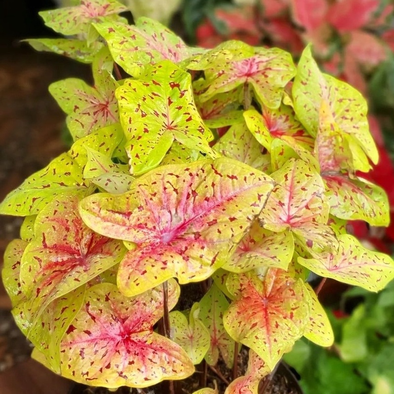 Keladi Sparkly Keladi Hias Caladium Anakan Tanaman Hias Keladi Tanaman Keladi Hidup Tanaman Hias Mur