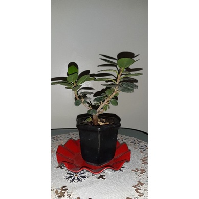 bonsai dolar korea mame