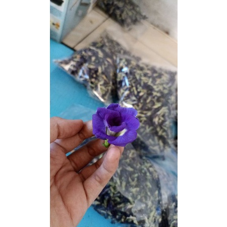 

bunga telang kering