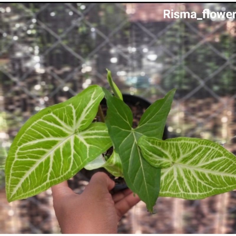 POHON SYNGONIUM BATIK ORIGINAL - SYNGONIUM BATIK TANAMAN HIAS