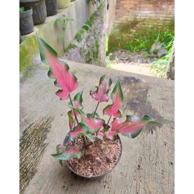 paket keladi wayang & keladi keris