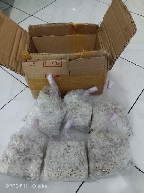 Bibit F2 Jamur Tiram Florida Terlaris