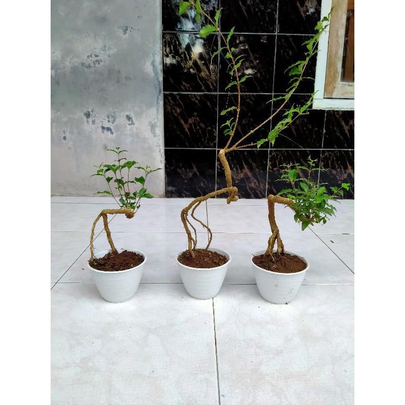 Jual Bahan Bonsai Mame Sakura Micro Murah Shopee Indonesia