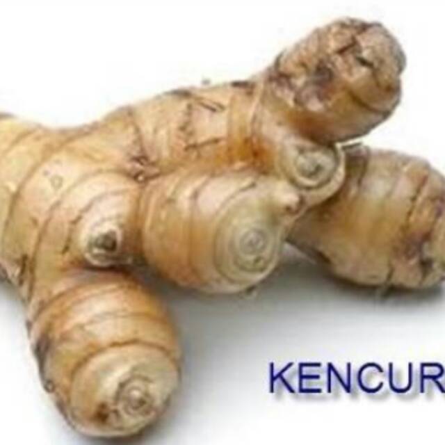 

kencur/cikur