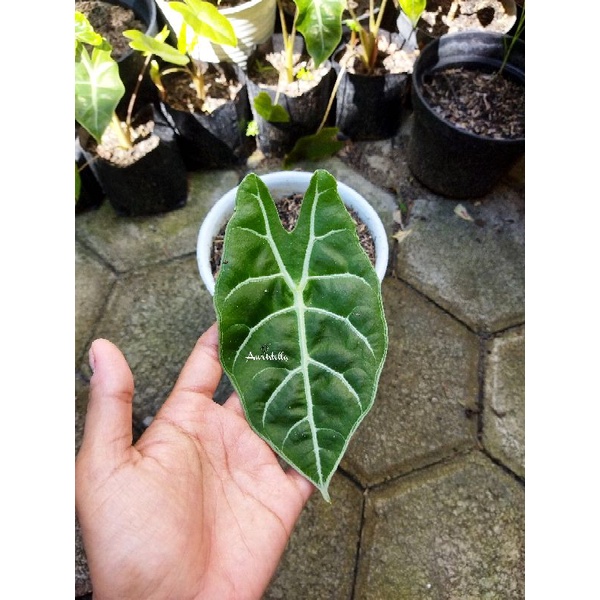 Tanaman hias alocasia watsonia | watsoniana rawatan
