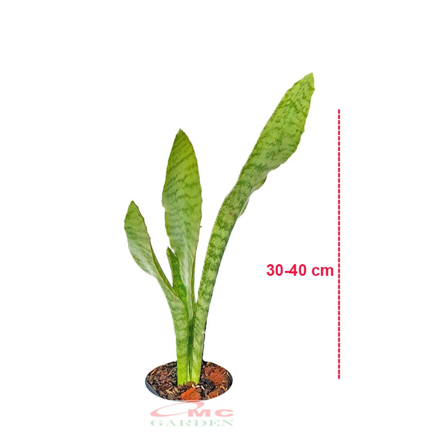 Lidah Mertua Sansevieria Sansivera Sansiviera Sensiviera Trifasciata Futura Robusta Hijau LM-H-3040